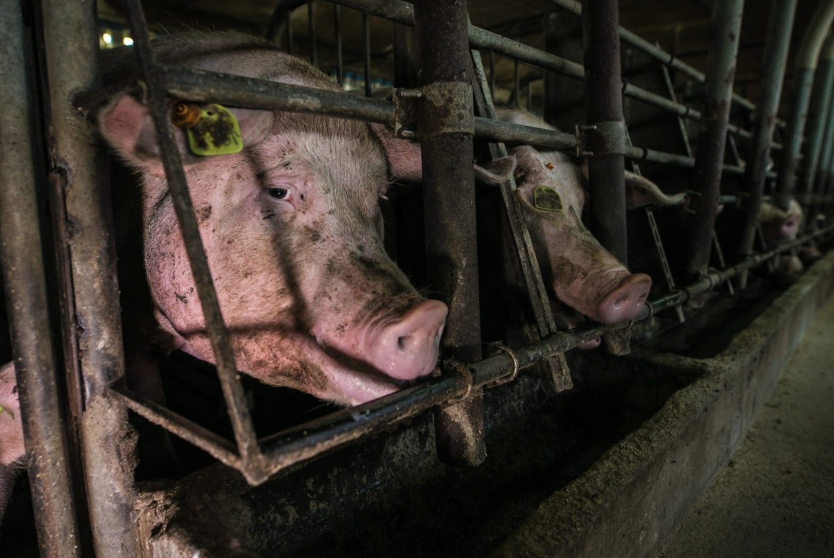 25-great-factory-farming-facts