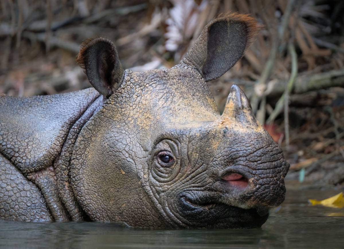 25 Great Facts About The Javan Rhino - Facts.net