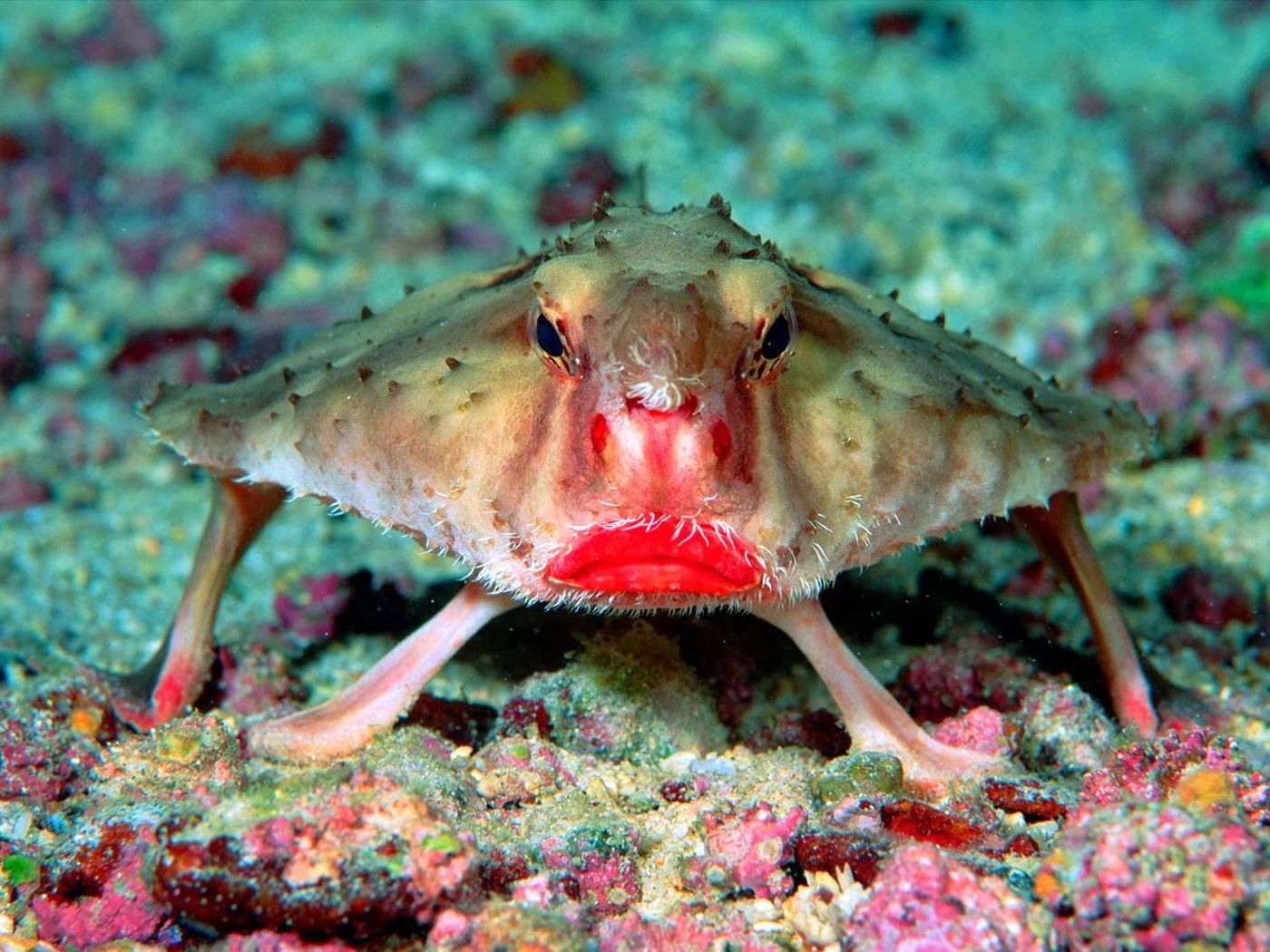 25-great-red-lipped-batfish-facts