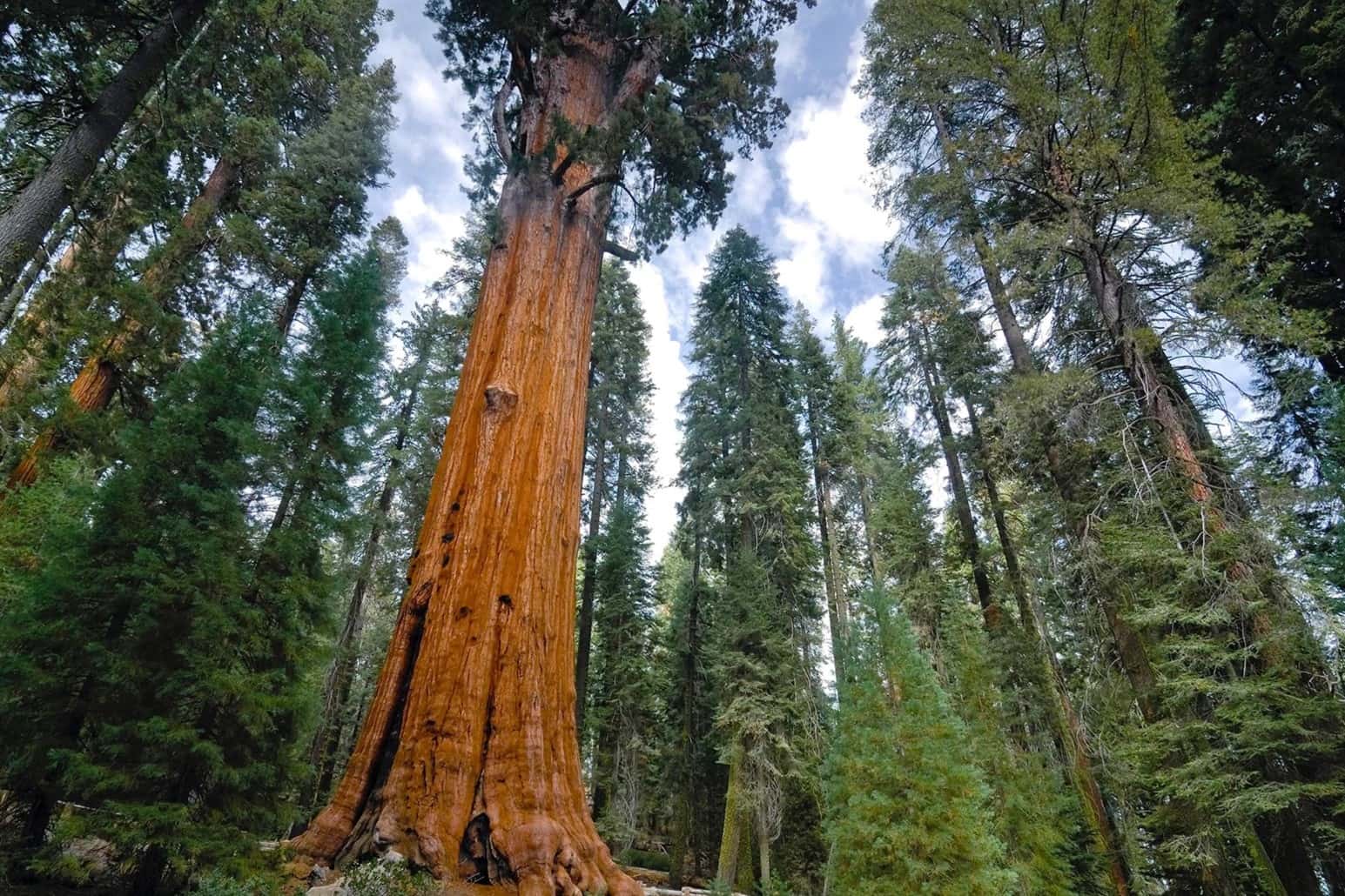 26-amazing-facts-about-the-sequoia-tree
