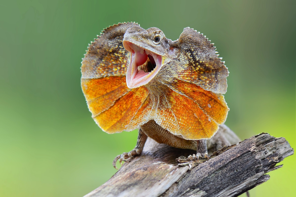 26-best-frilled-lizard-facts