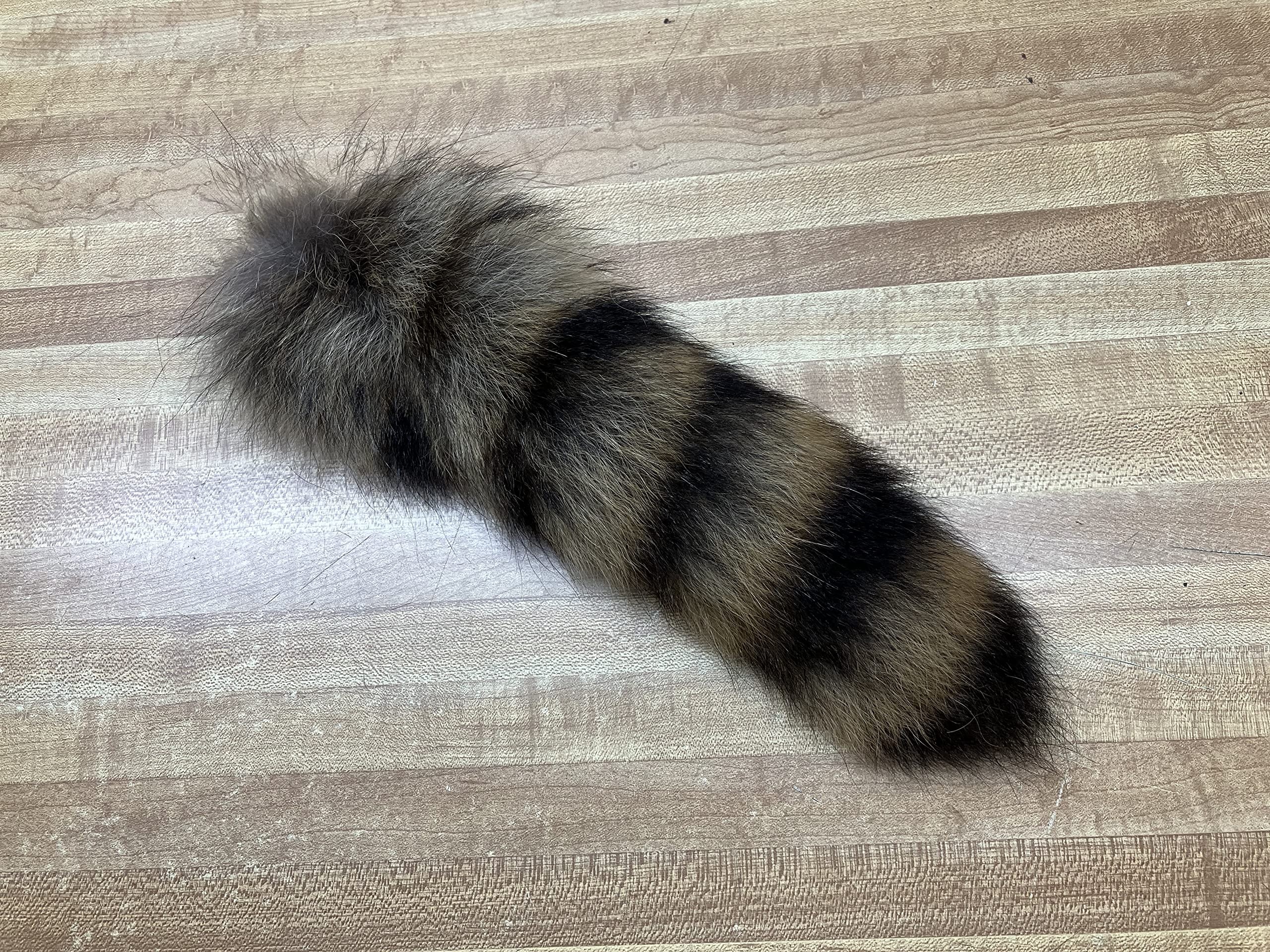 26-best-raccoon-tail-facts
