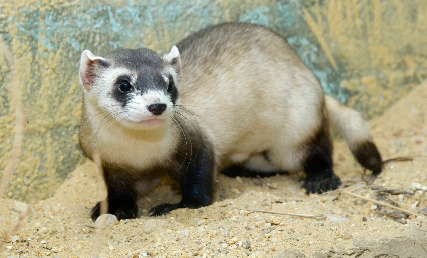 27-best-black-footed-ferret-fun-facts