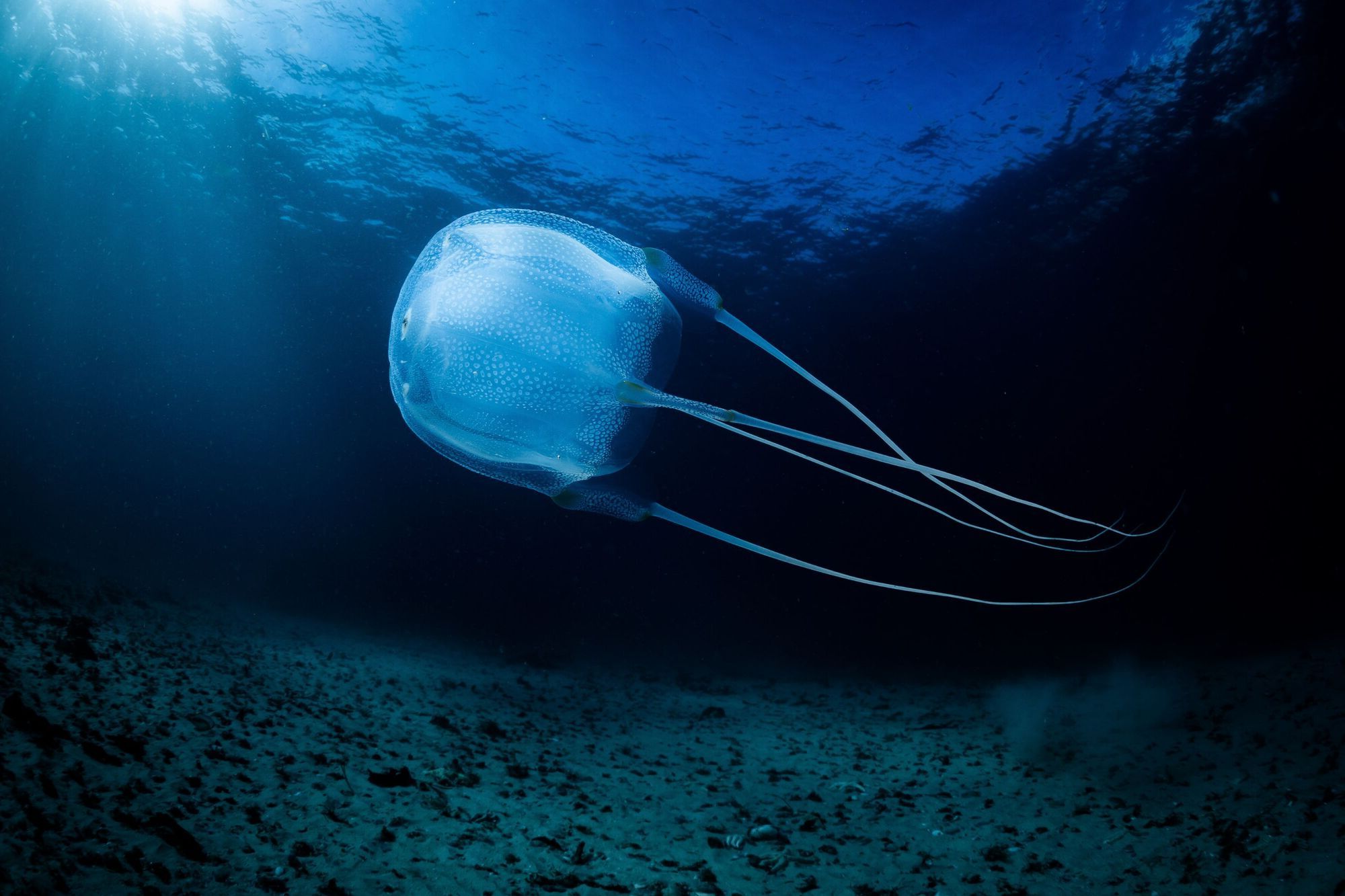 29-amazing-box-jellyfish-fun-facts