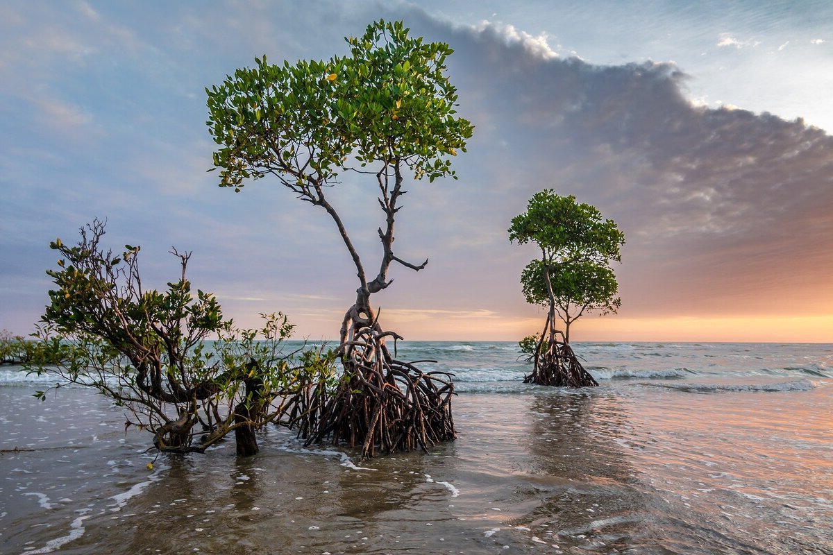 29-amazing-mangroves-facts
