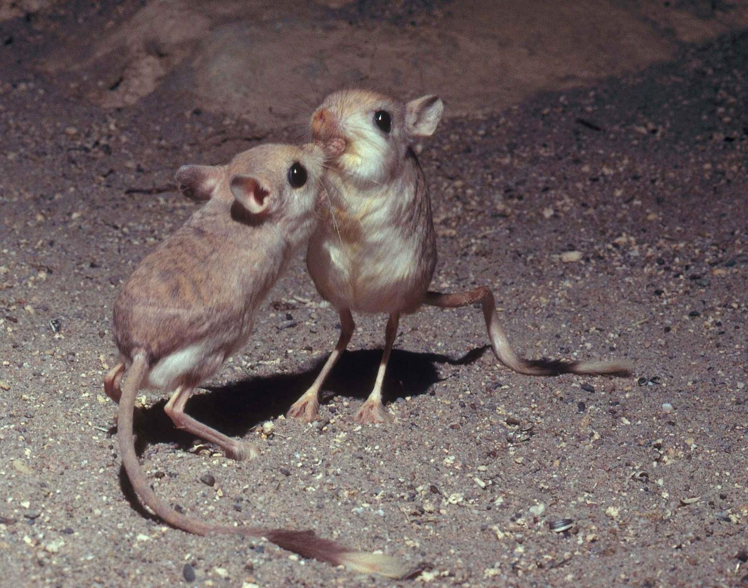 29-amazing-pygmy-jerboa-facts
