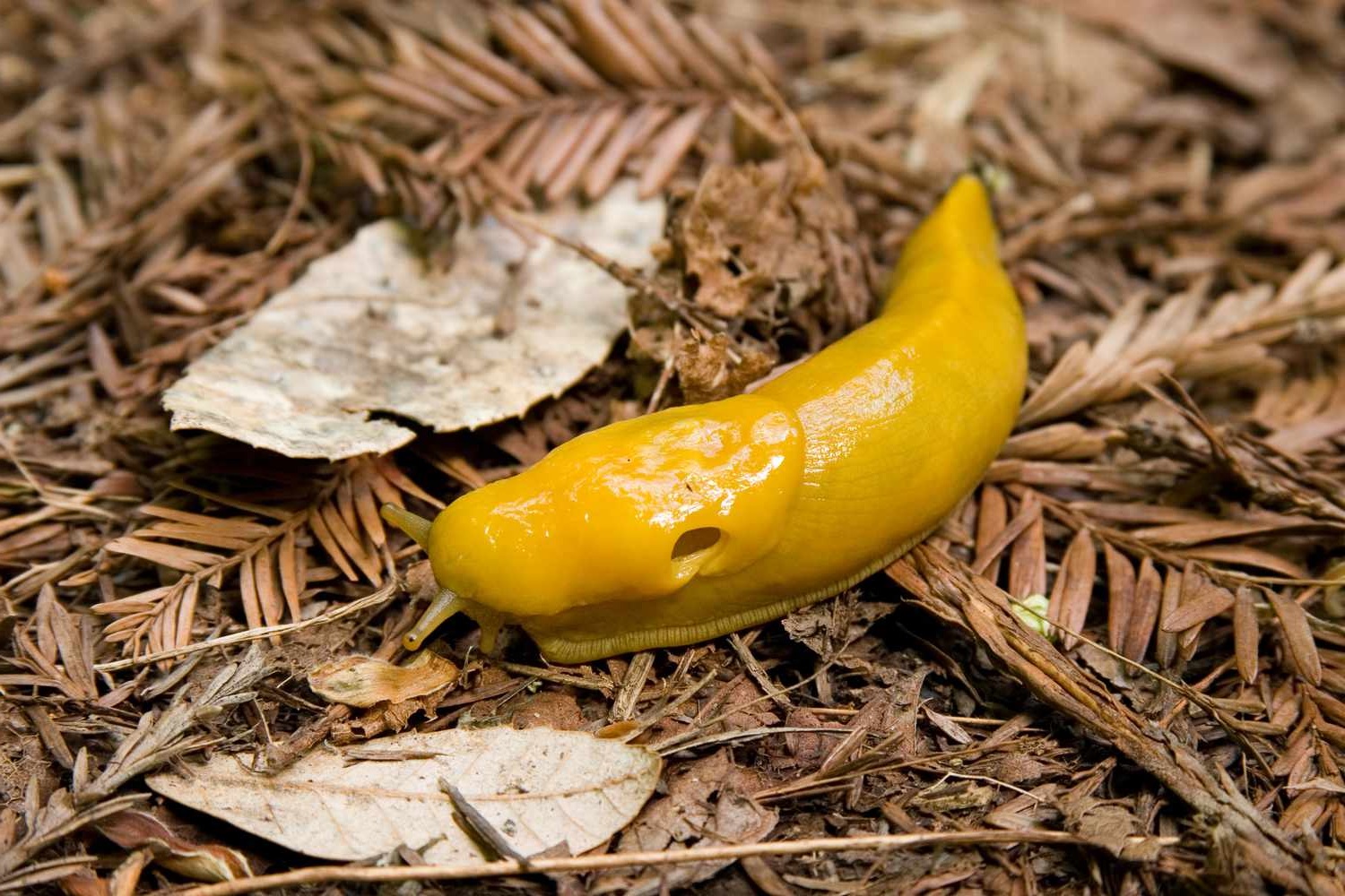 30-amazing-facts-about-banana-slugs
