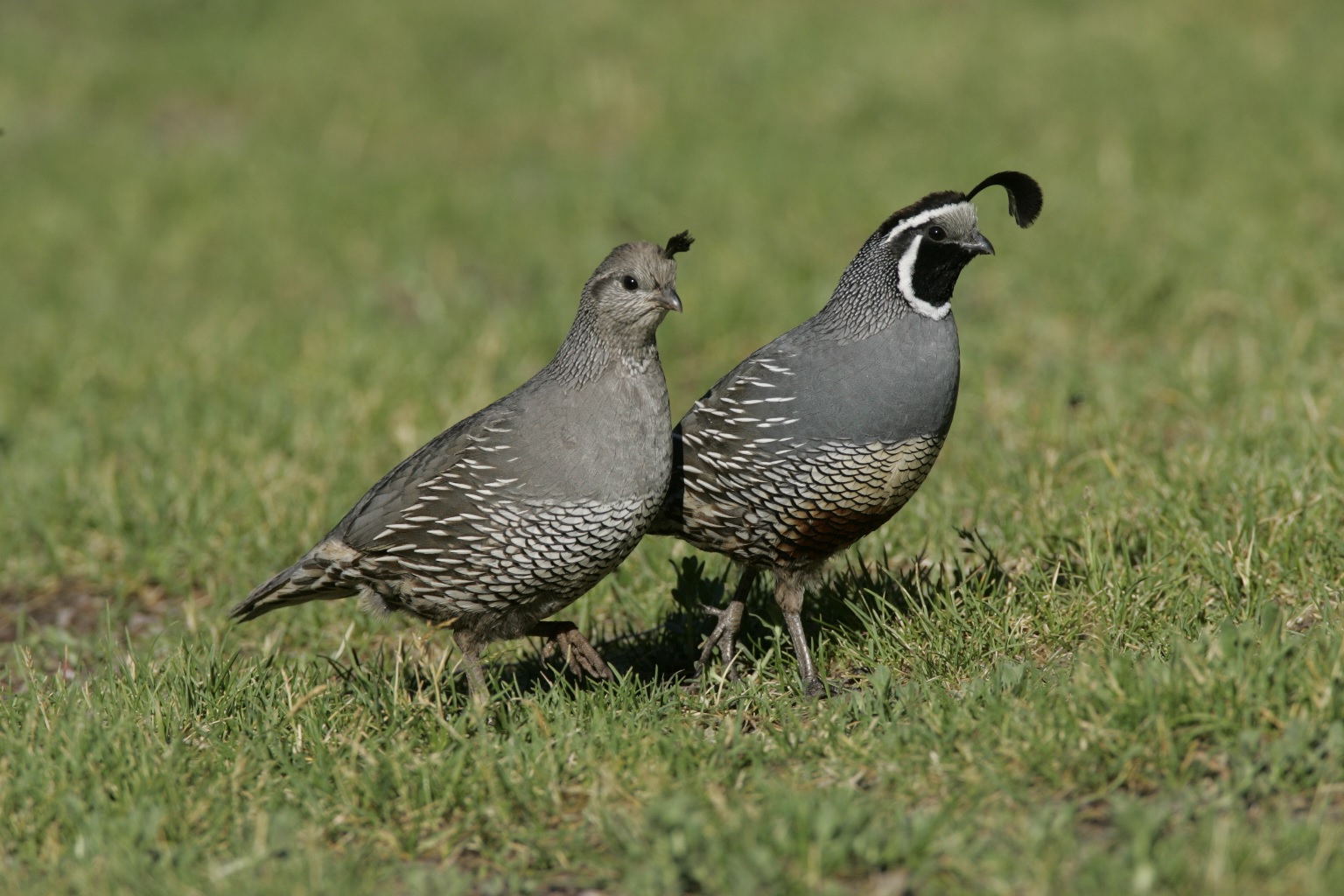 30-great-facts-about-the-california-quail