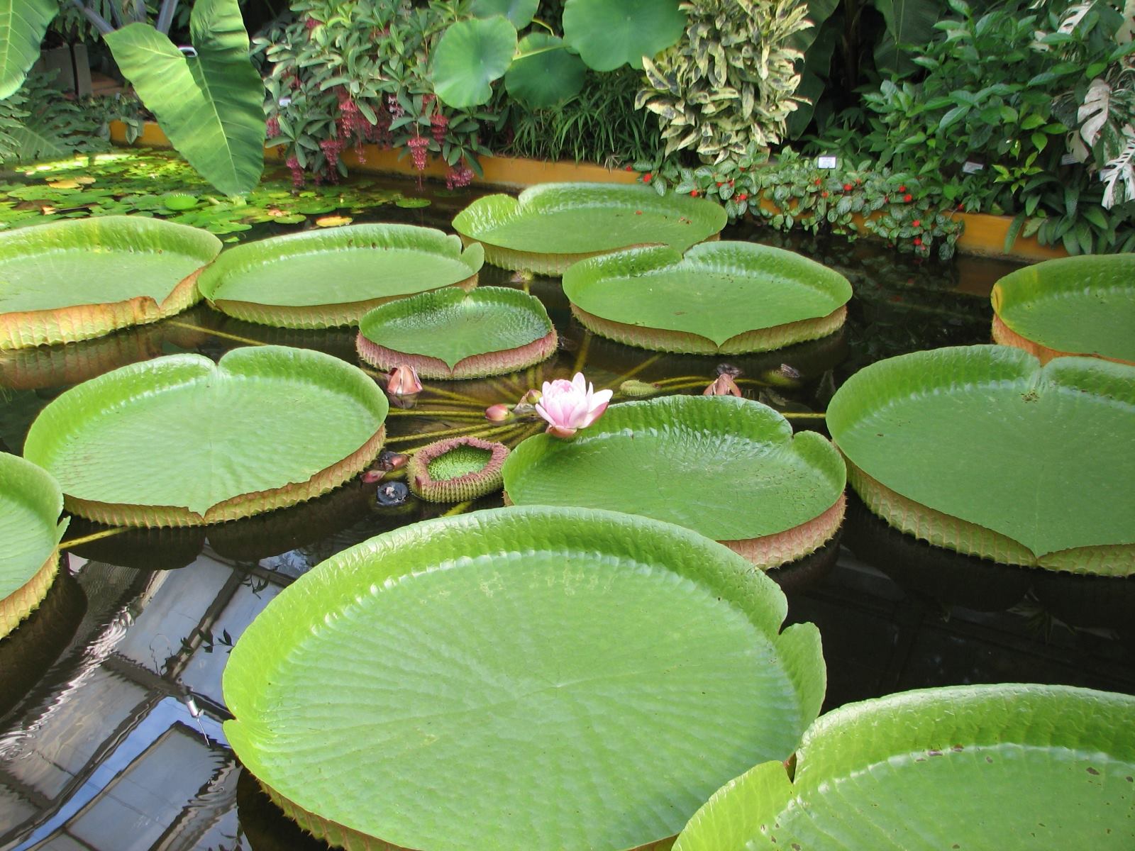 31-best-giant-water-lily-facts