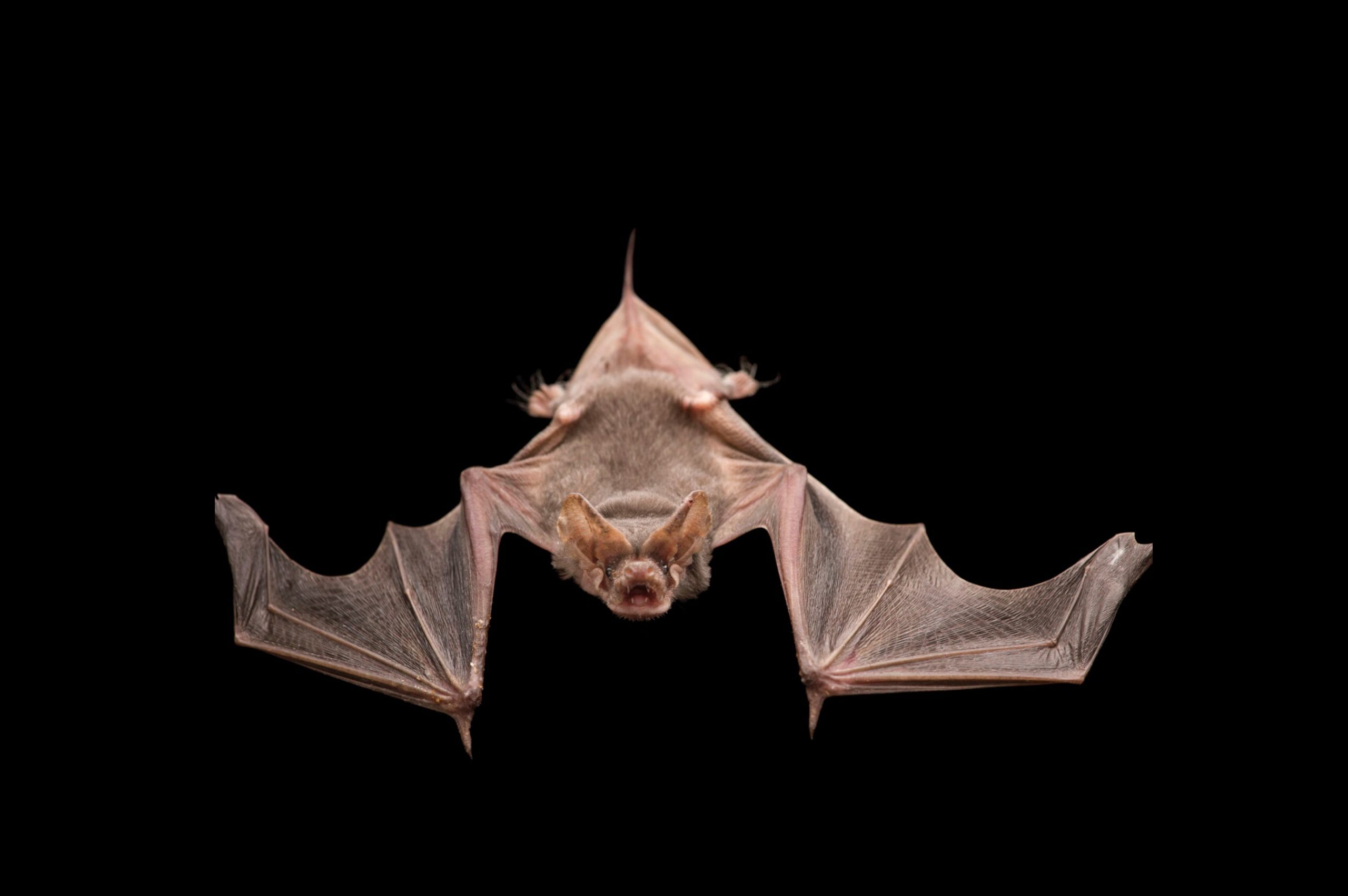 31-great-mexican-free-tailed-bats-facts