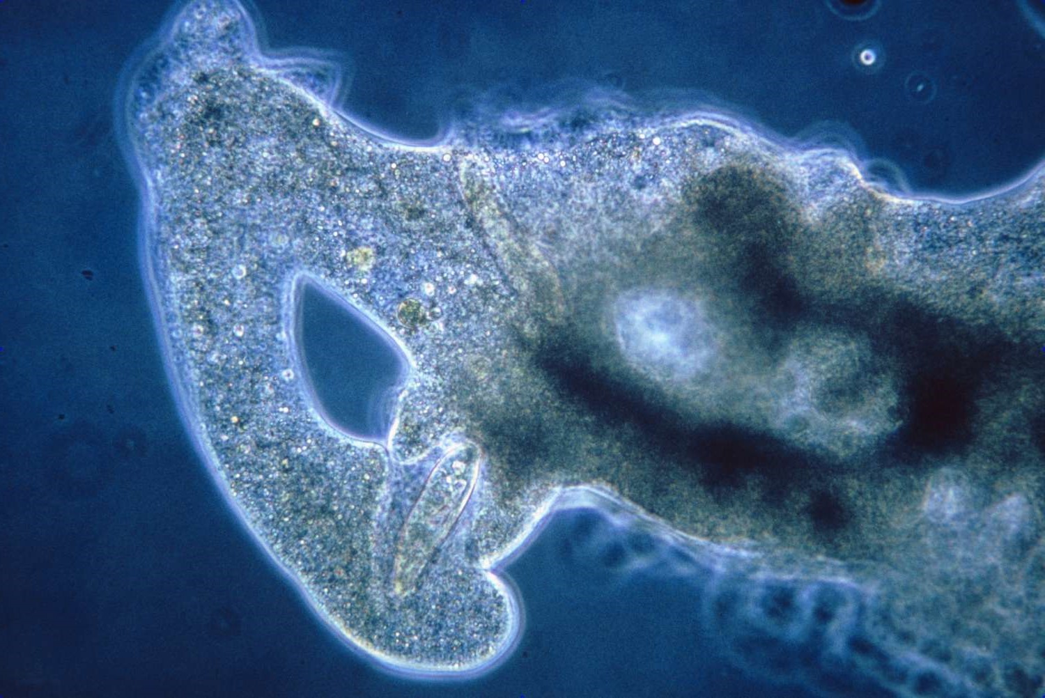 32-amazing-amoeba-fun-facts