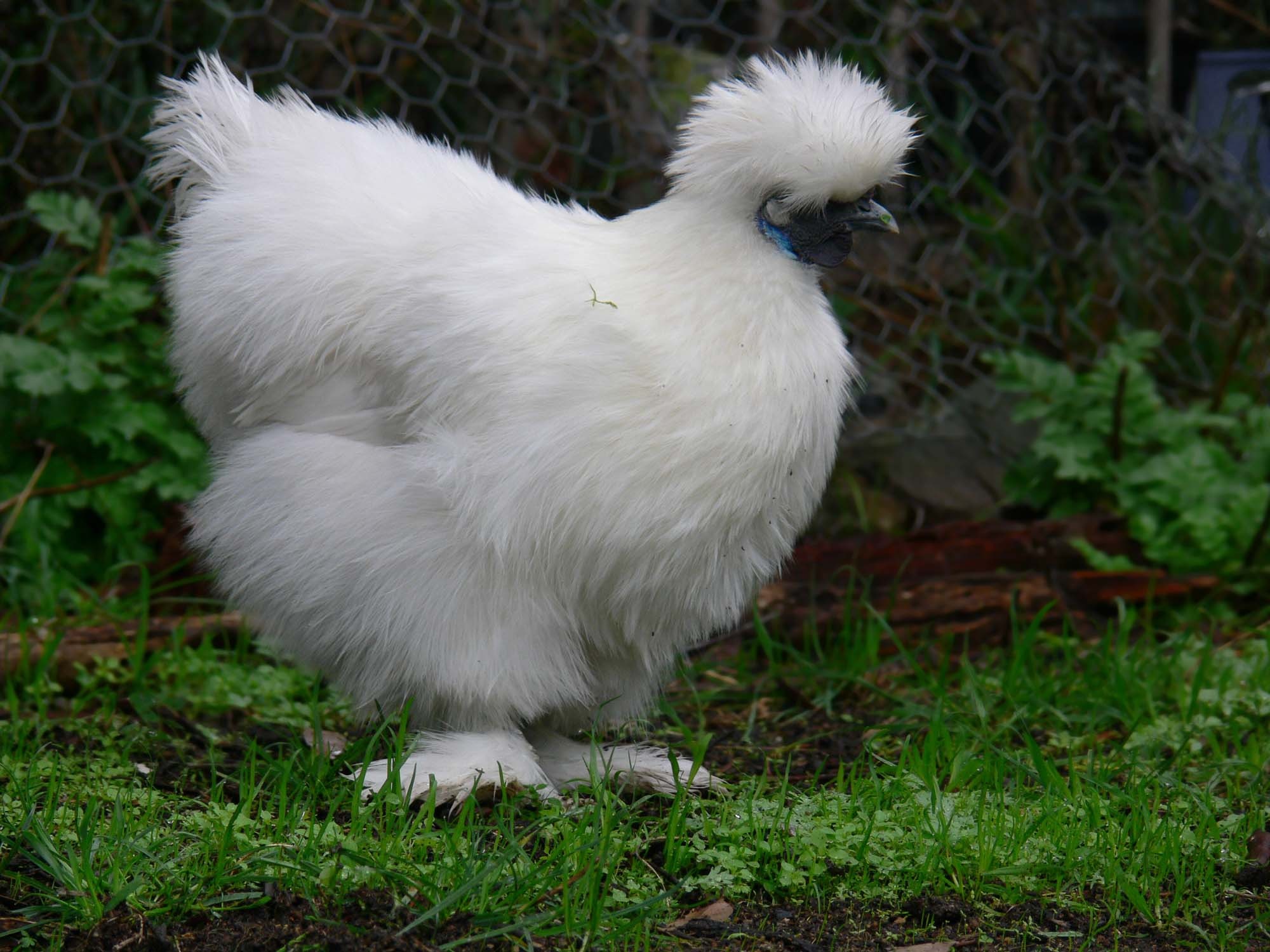 32-amazing-facts-about-silkie-chickens