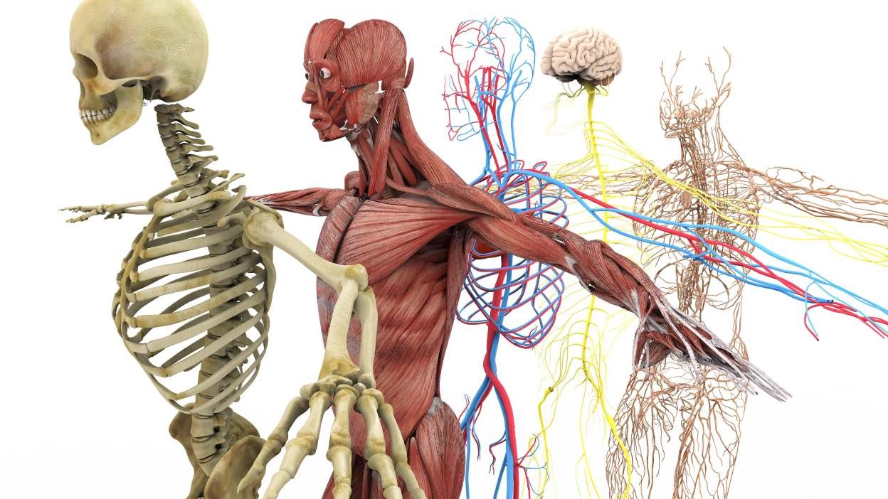 33-amazing-facts-about-the-body-system