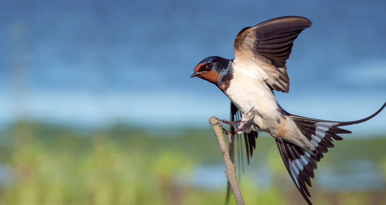 33-best-barn-swallows-facts