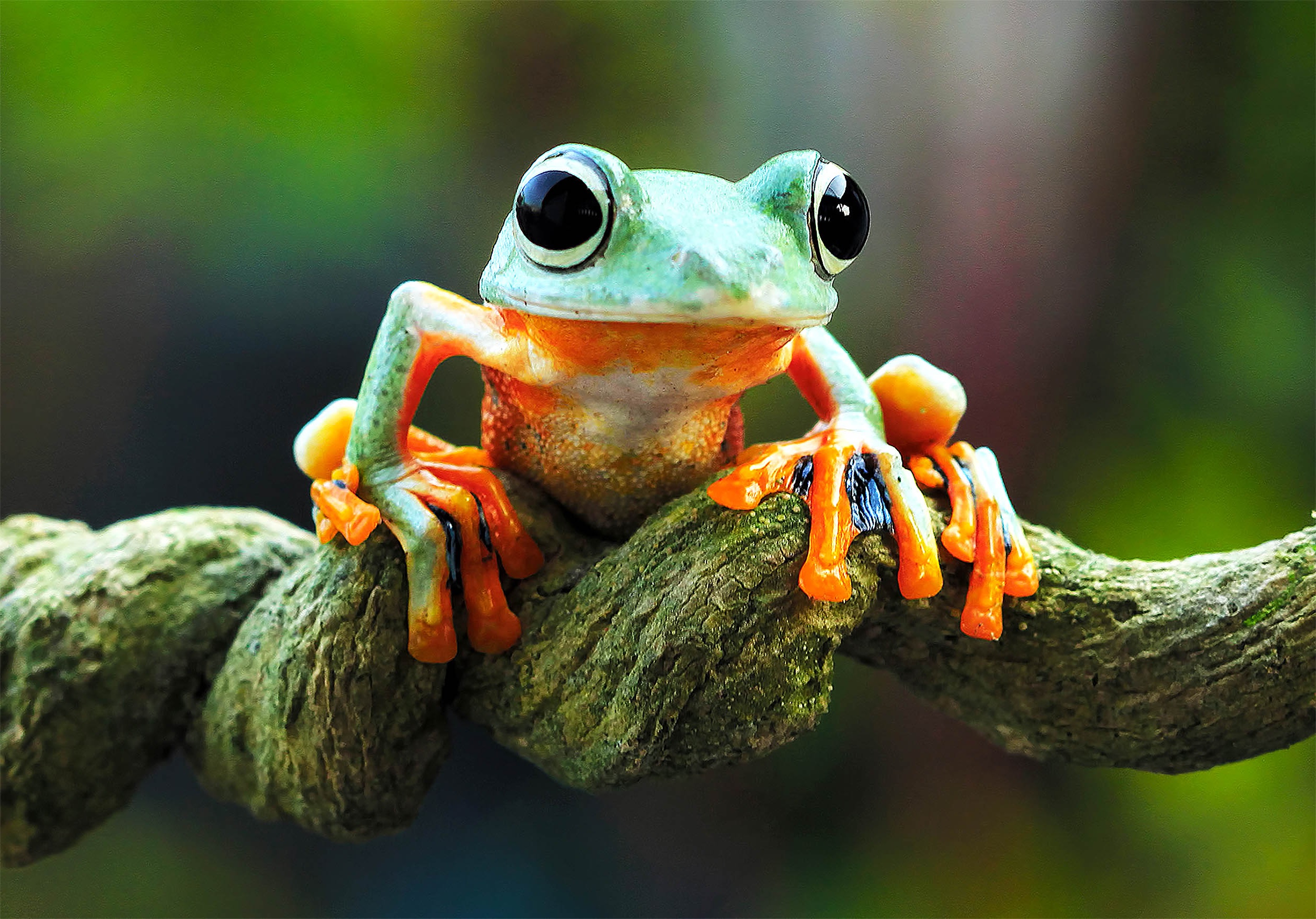 33-great-fun-facts-about-tree-frogs