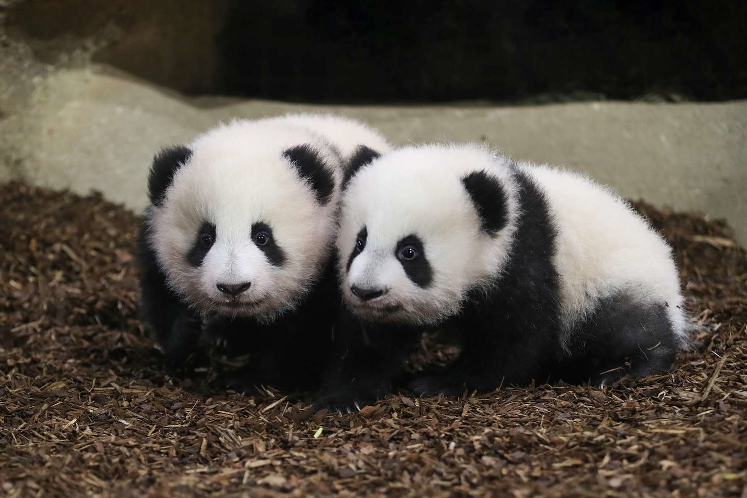 34-best-facts-about-baby-pandas
