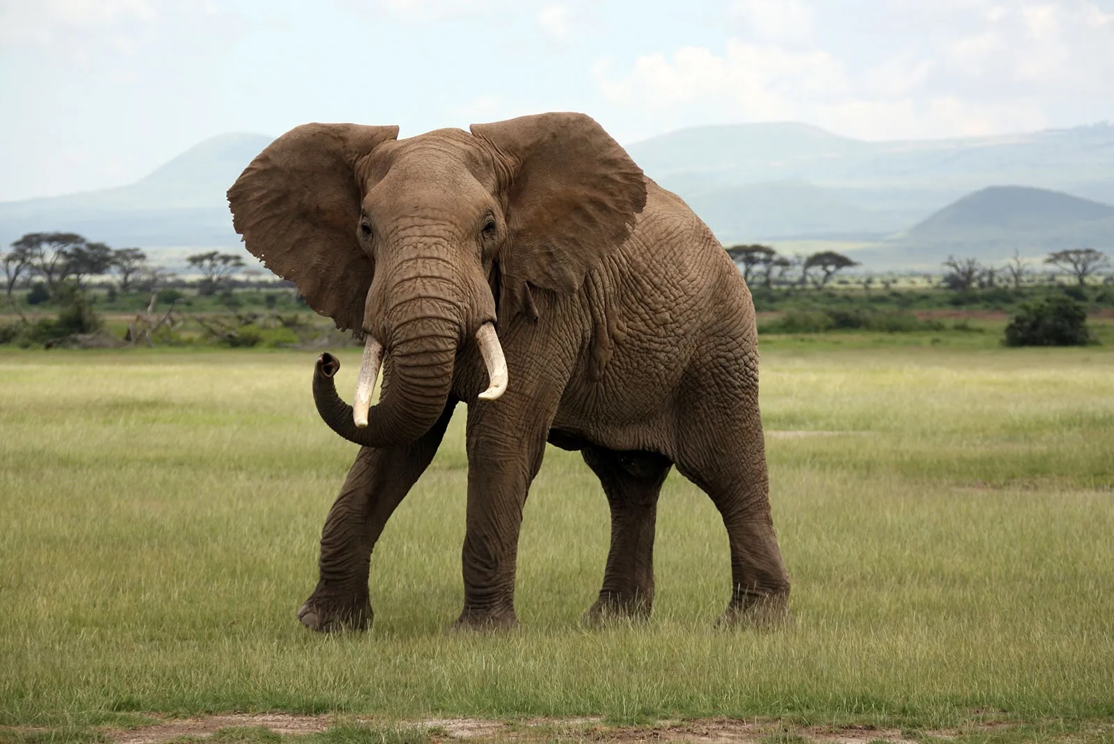 34-great-fun-facts-about-the-african-elephant