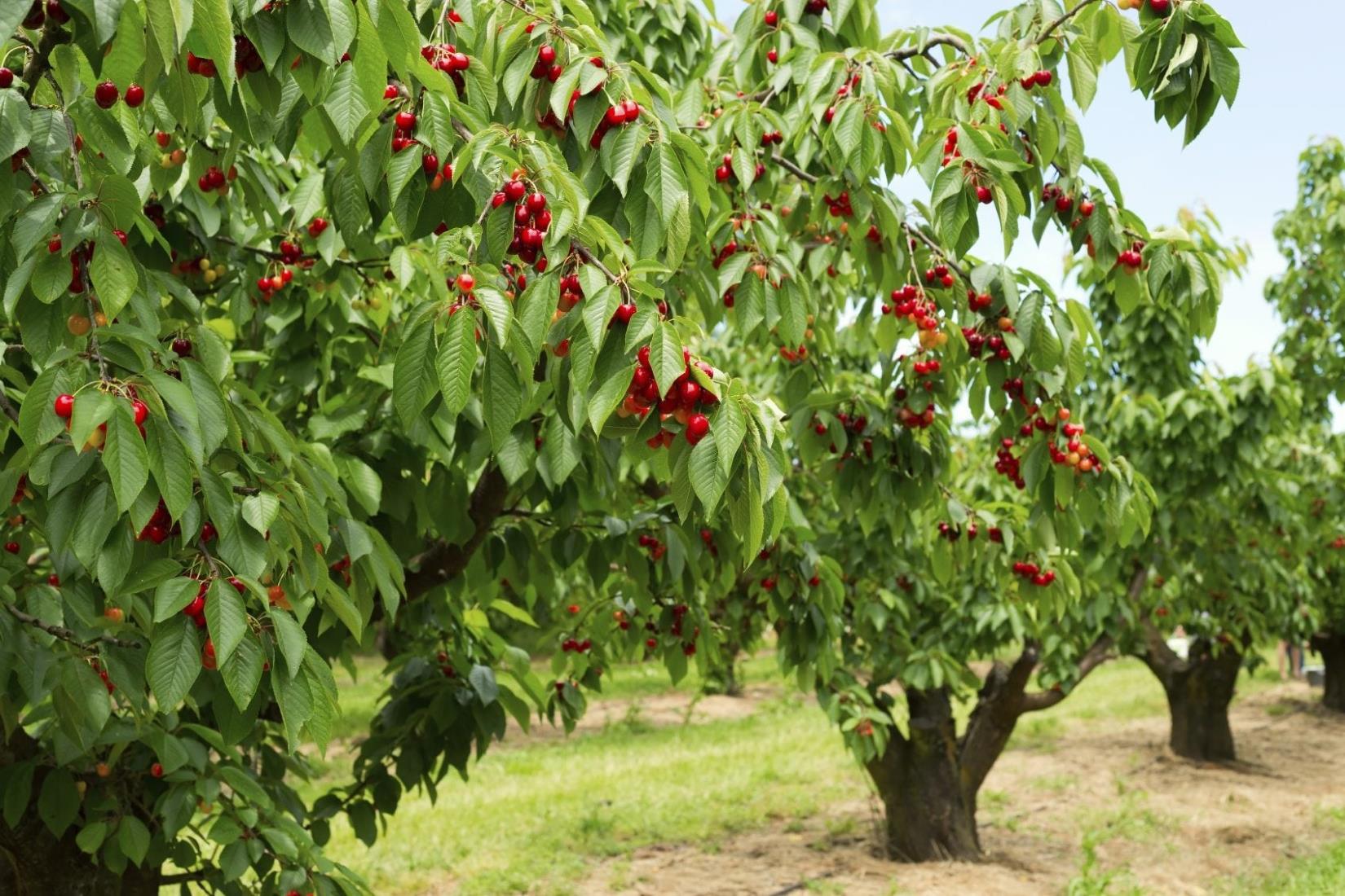 35-amazing-cherry-tree-facts