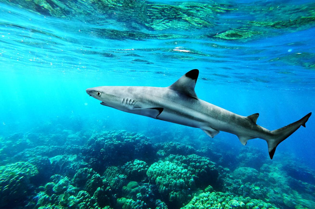 12-best-black-tip-shark-facts