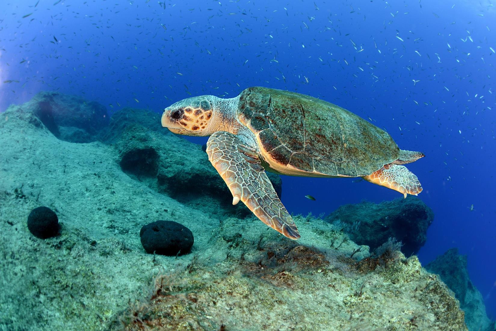12-best-fun-facts-about-loggerhead-sea-turtles