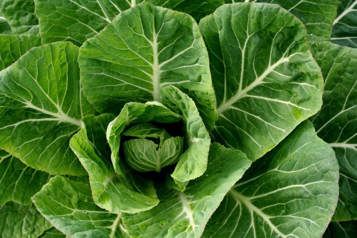 13-facts-about-collard-greens-nutrition