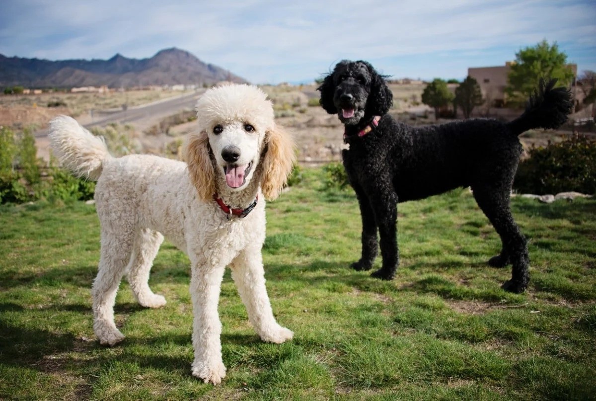 13-facts-about-french-poodle