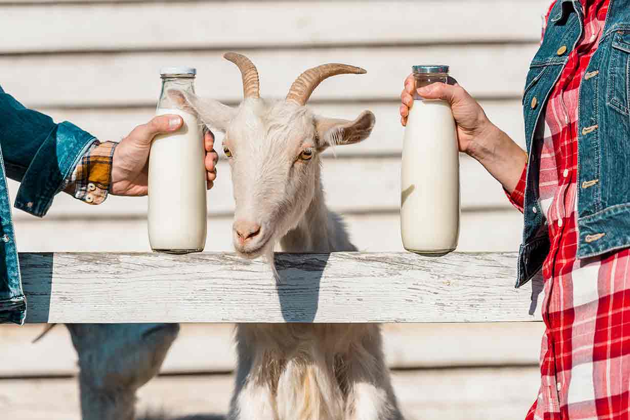13-facts-about-goat-milk-benefits
