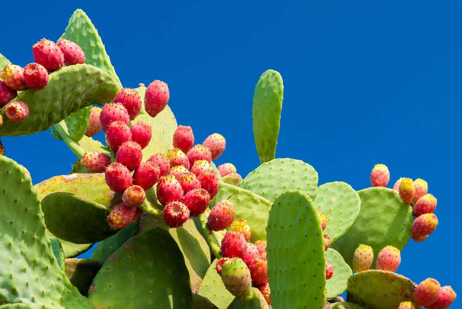 13-facts-about-nopal-nutrition