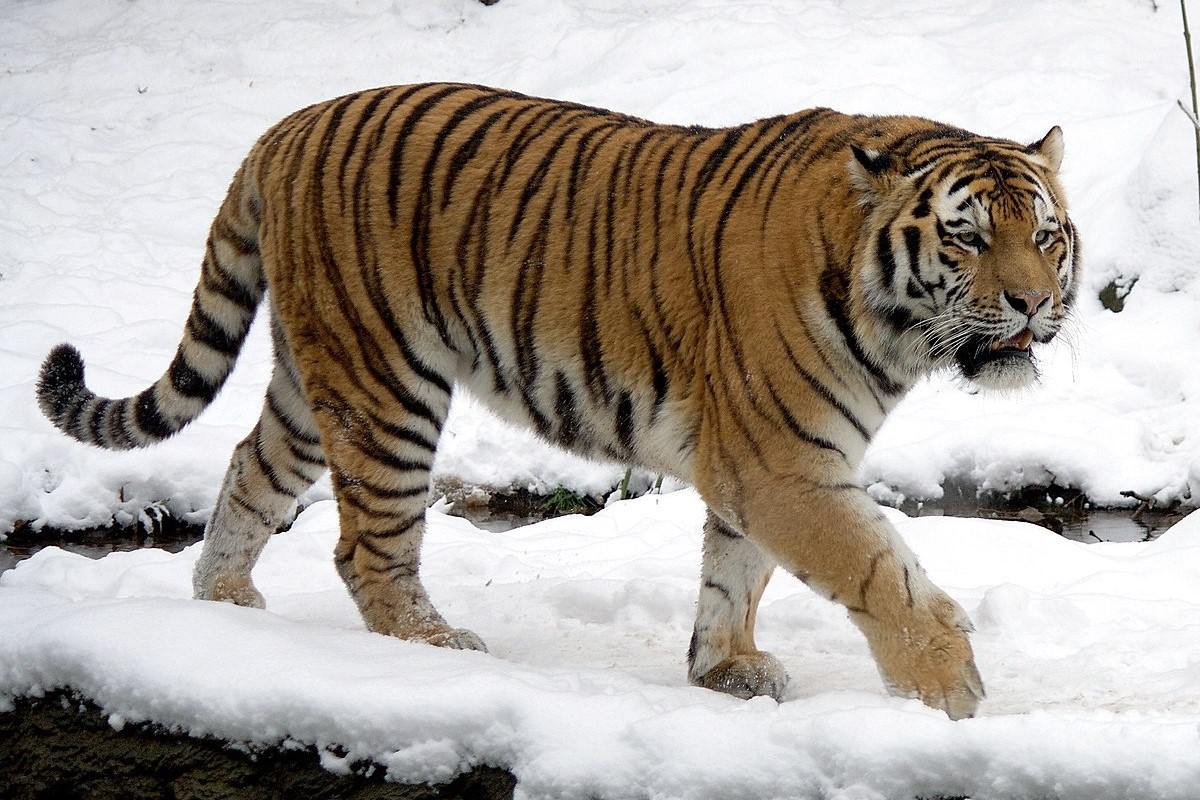 13-facts-about-siberian-tiger-size