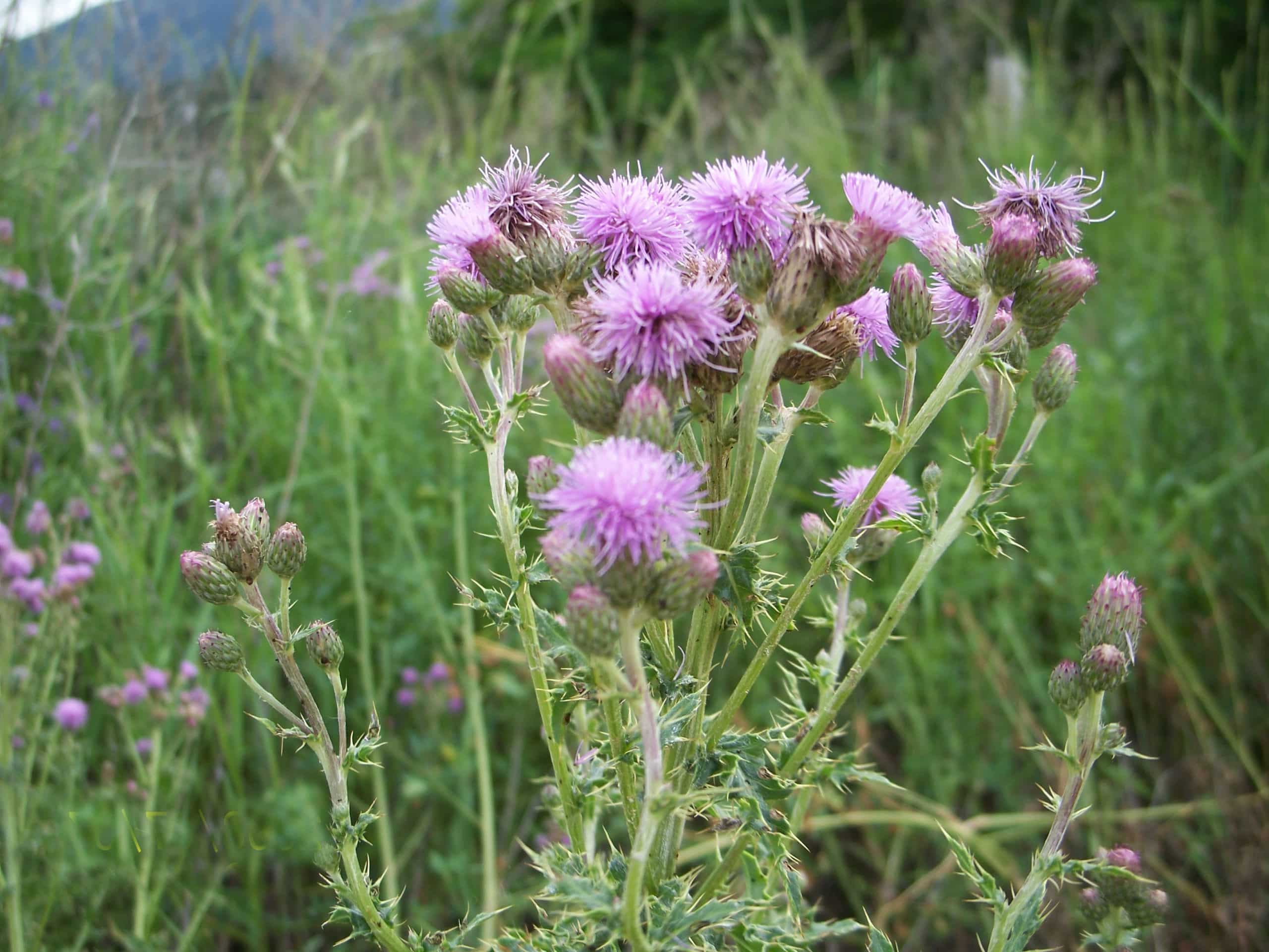 13-great-canada-thistle-facts