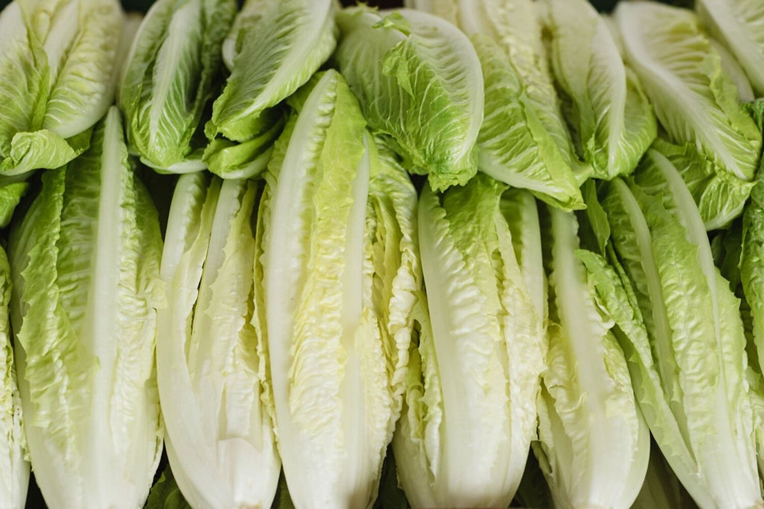 14-facts-about-romaine-lettuce-nutrition