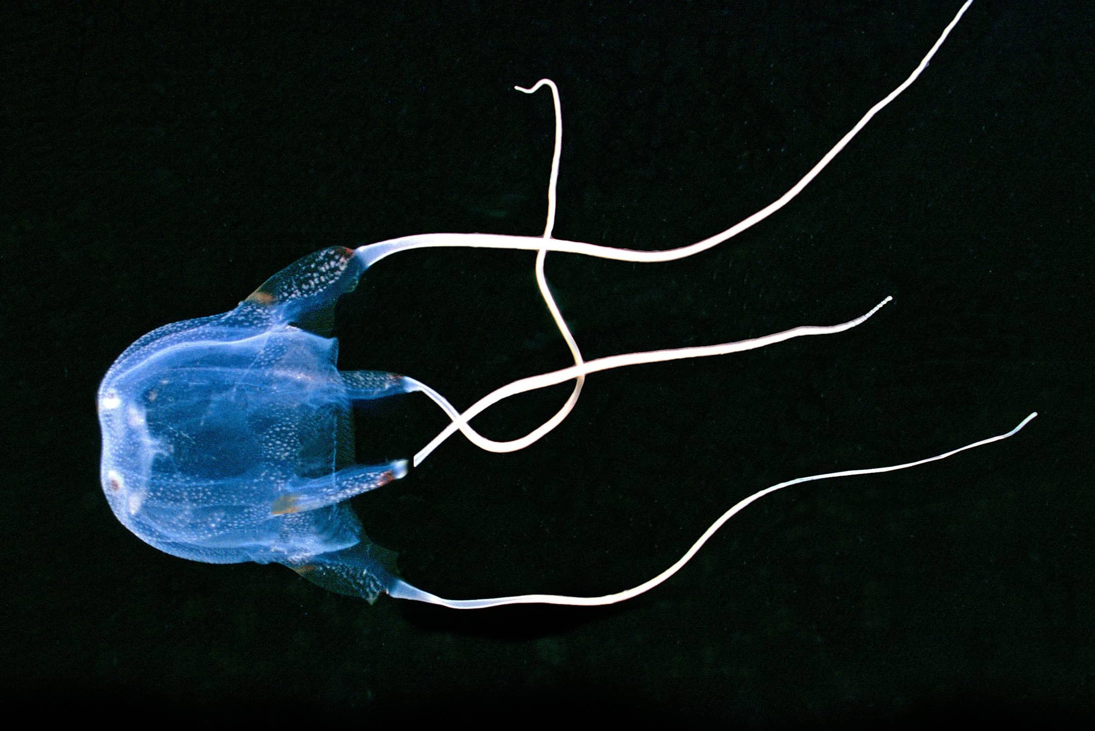15-facts-about-australian-box-jellyfish