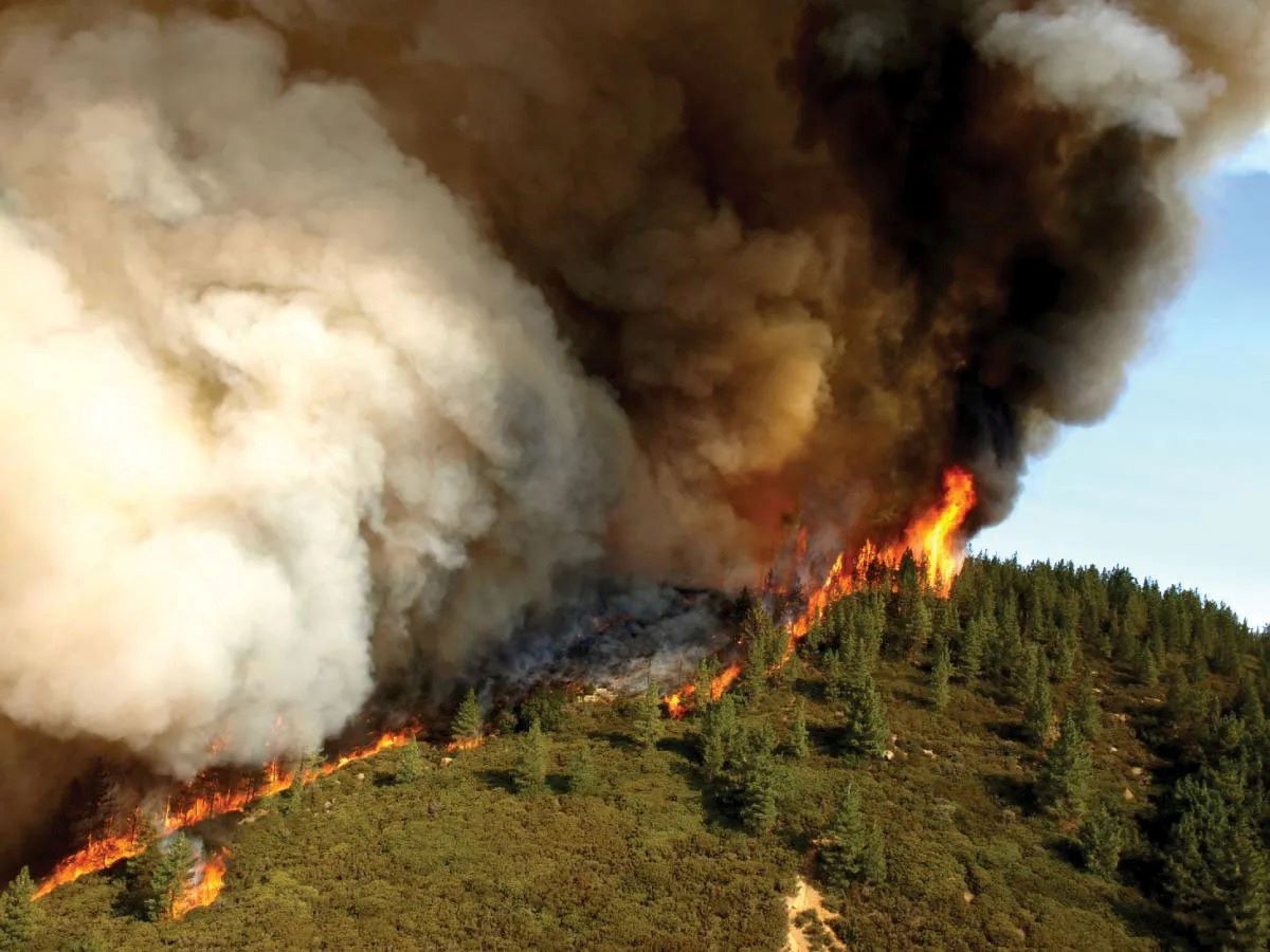15-facts-about-forest-fire