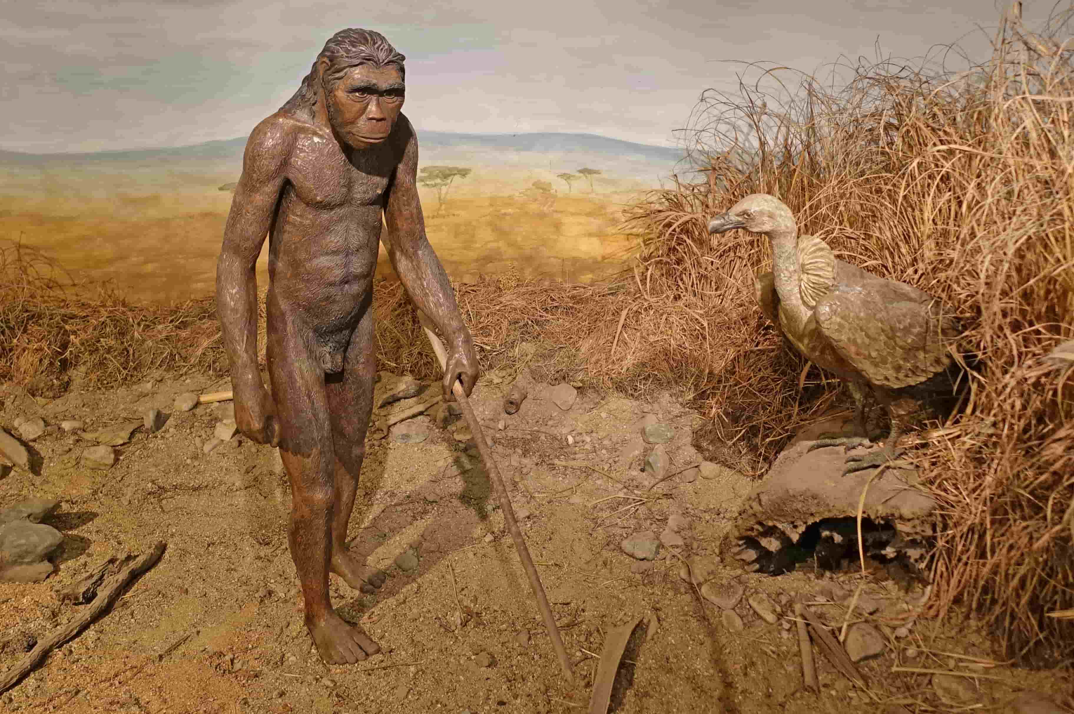 15-facts-about-homo-habilis