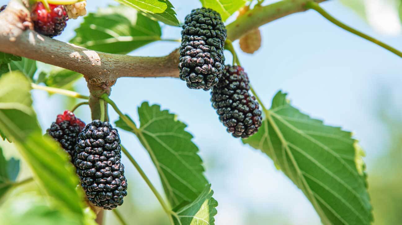 15-facts-about-mulberry-leaf