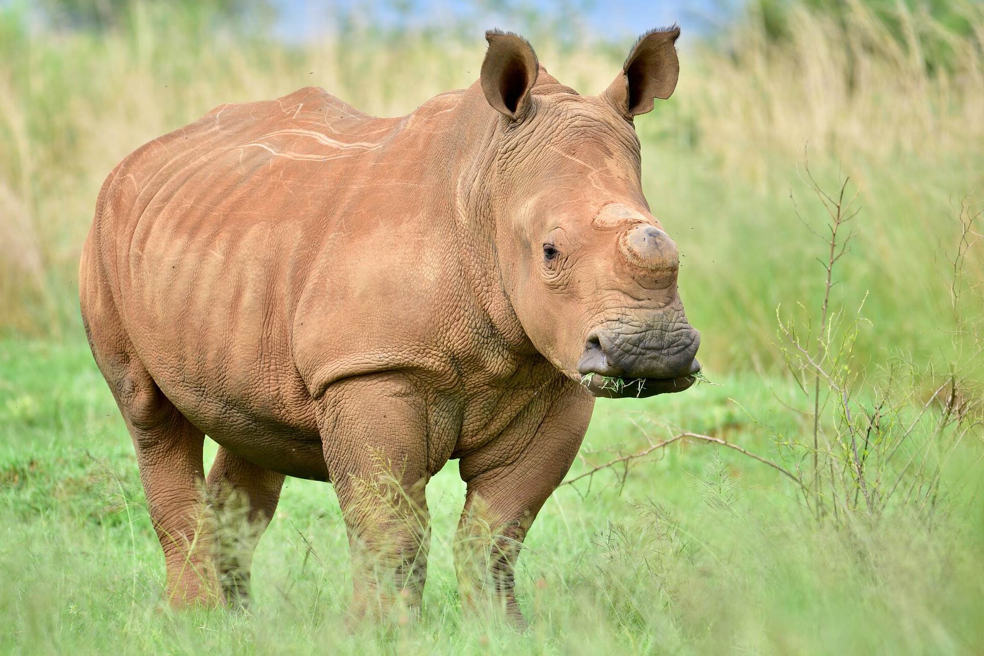 15-facts-about-poaching