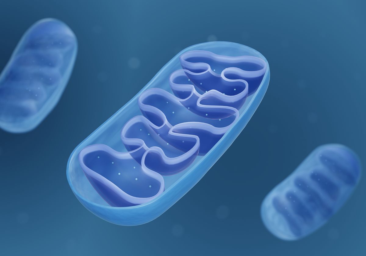 15-facts-about-what-does-the-mitochondria-do