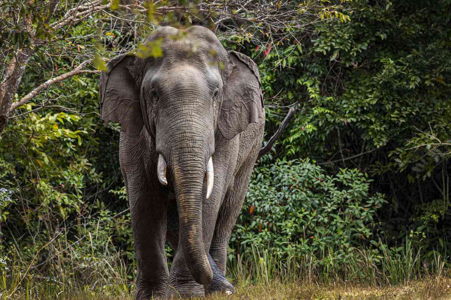 16-amazing-indian-elephant-facts