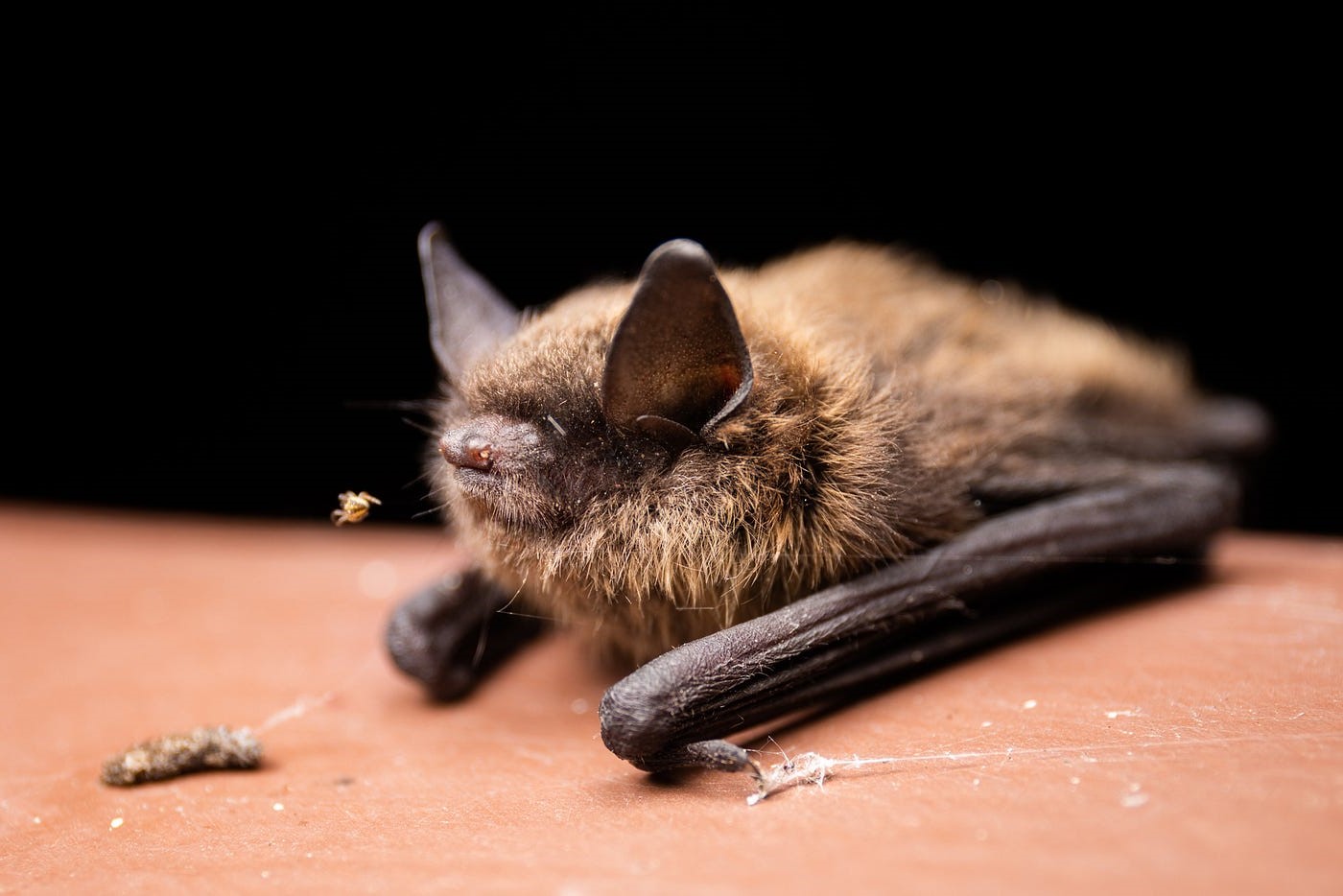 16-best-facts-about-the-little-brown-bat