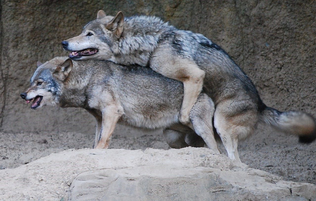 16-best-wolf-mating-facts