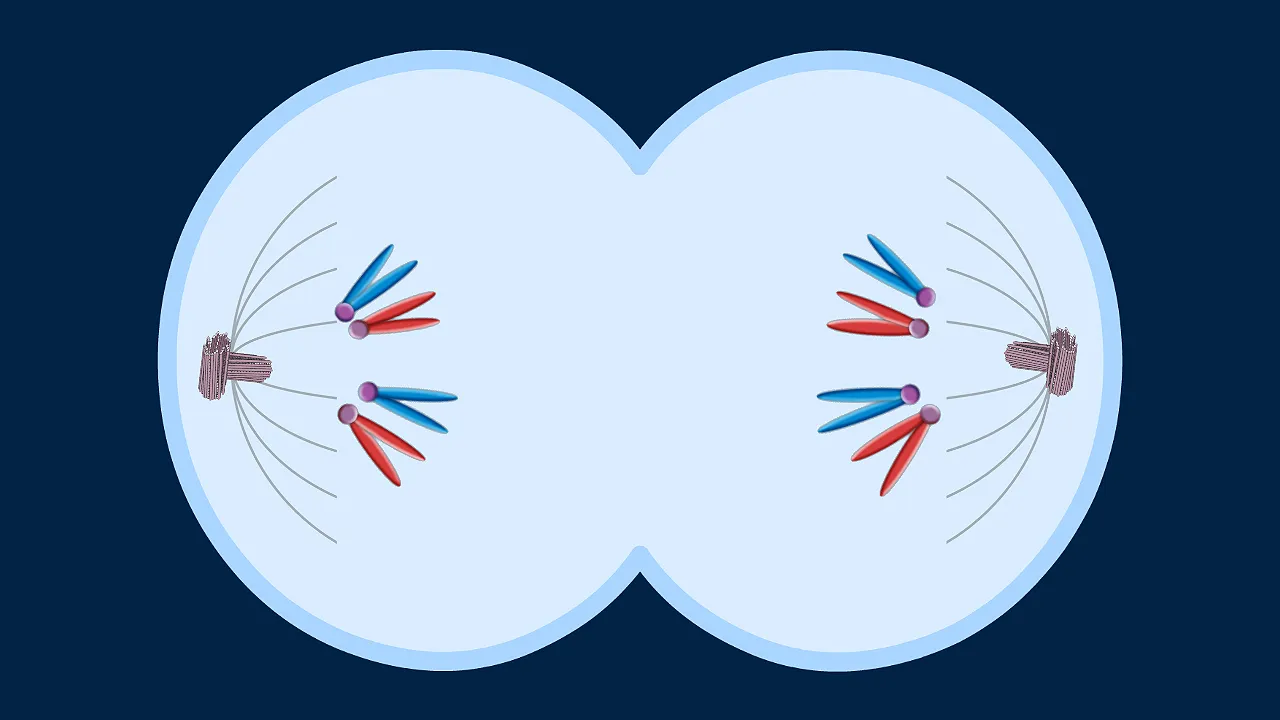 16-great-facts-about-telophase