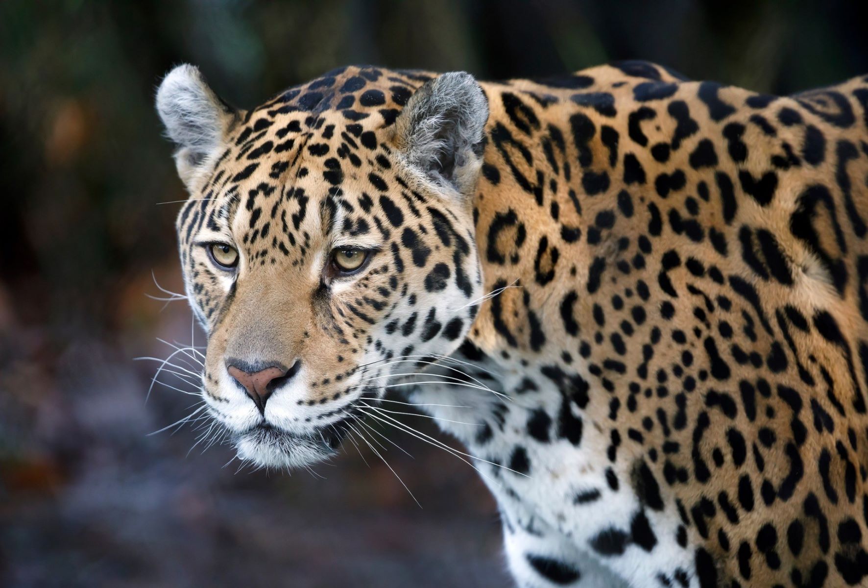 17 Amazing Facts About Jaguars In The Rainforest - Facts.net