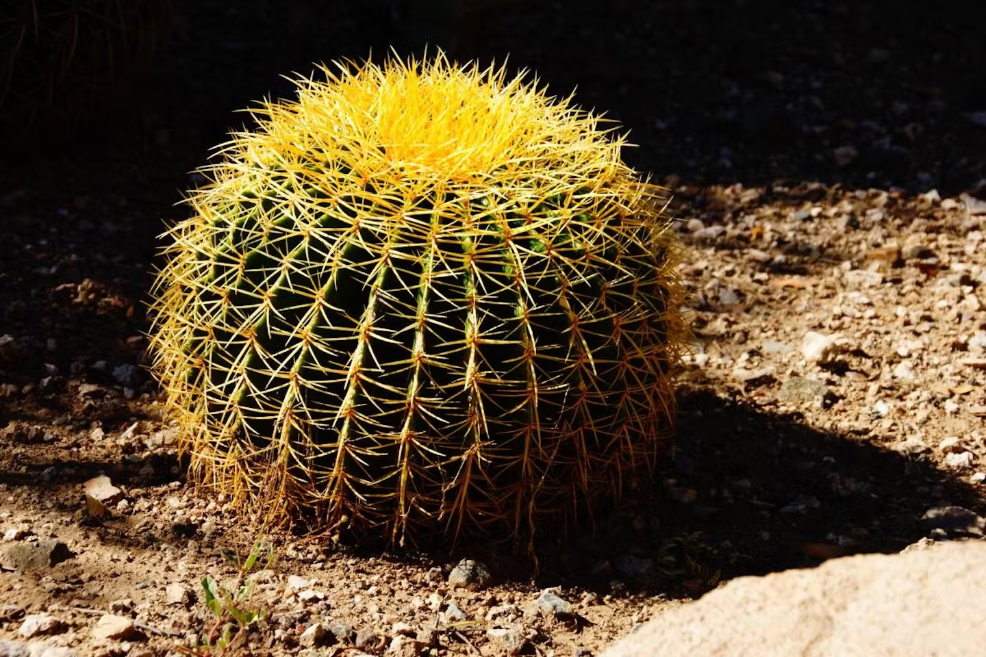 18-best-barrel-cactus-facts