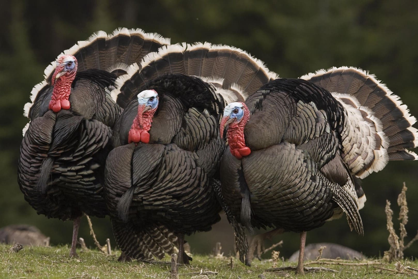 18-best-turkey-breeding-facts