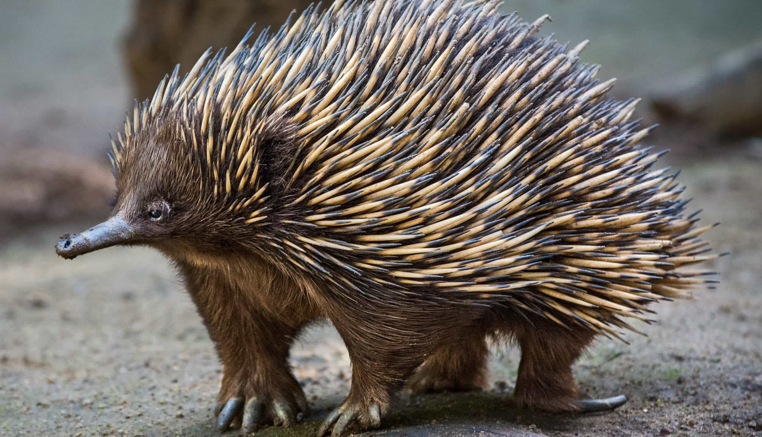 18-facts-about-do-echidna-lay-eggs