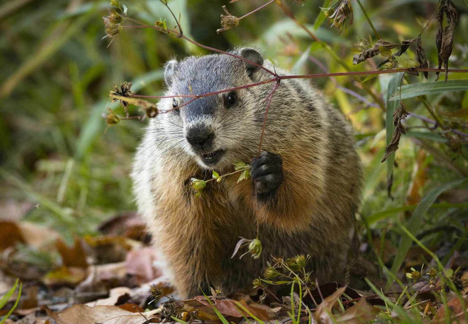 18-facts-about-groundhogs