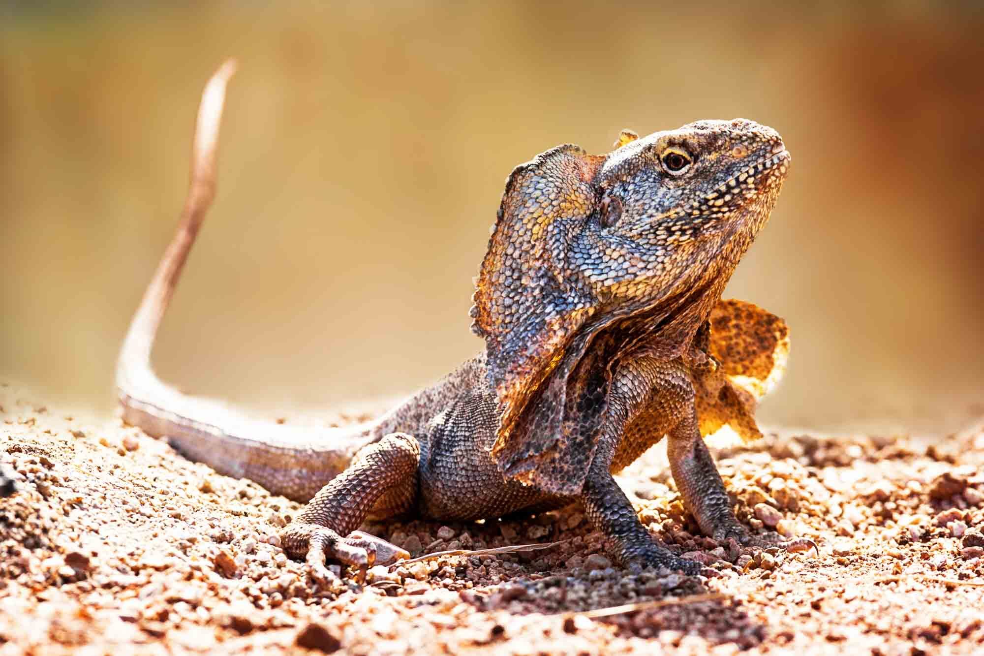 18-great-facts-about-the-frilled-neck-lizard