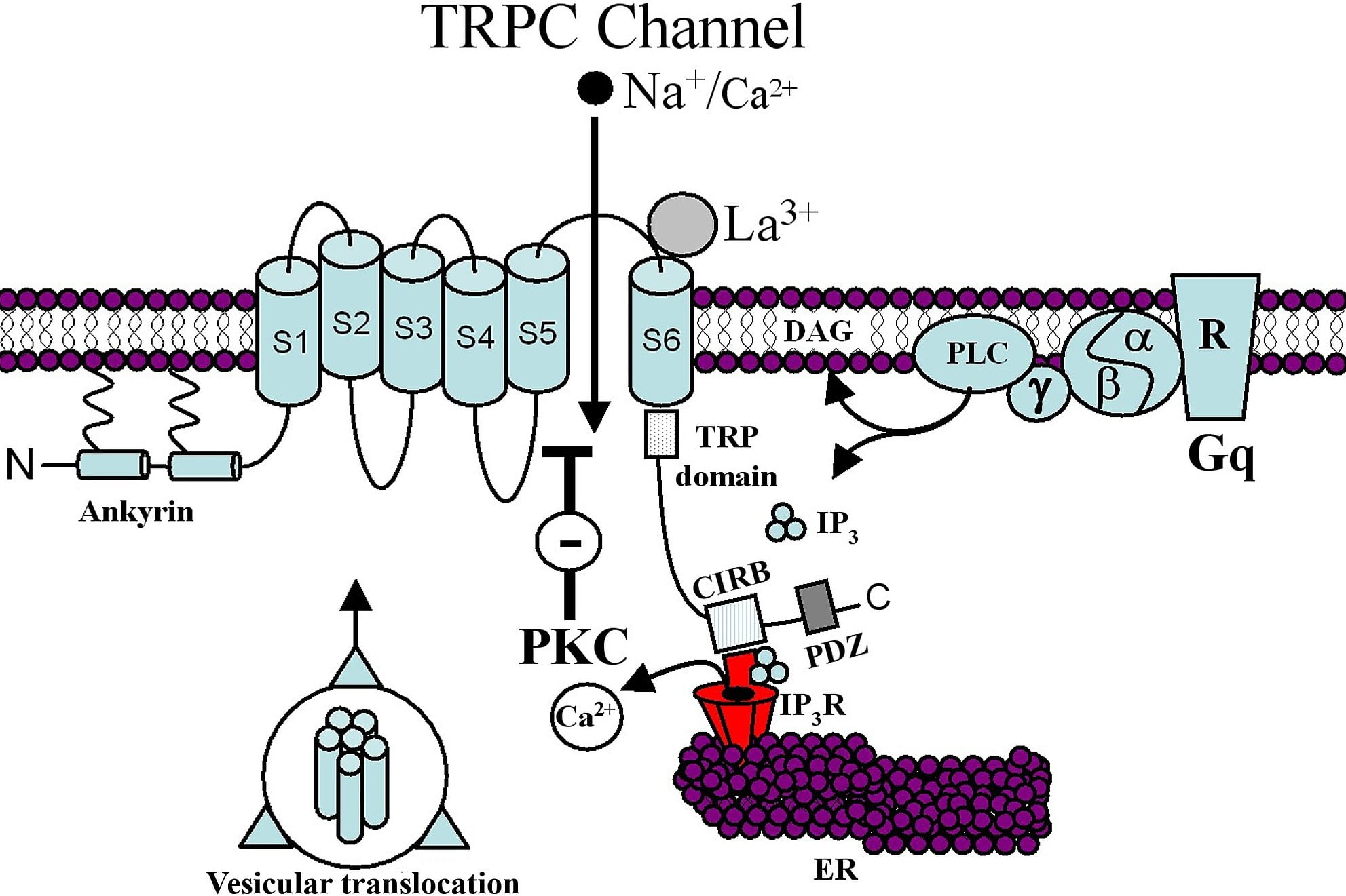 19-facts-about-trpc-channels
