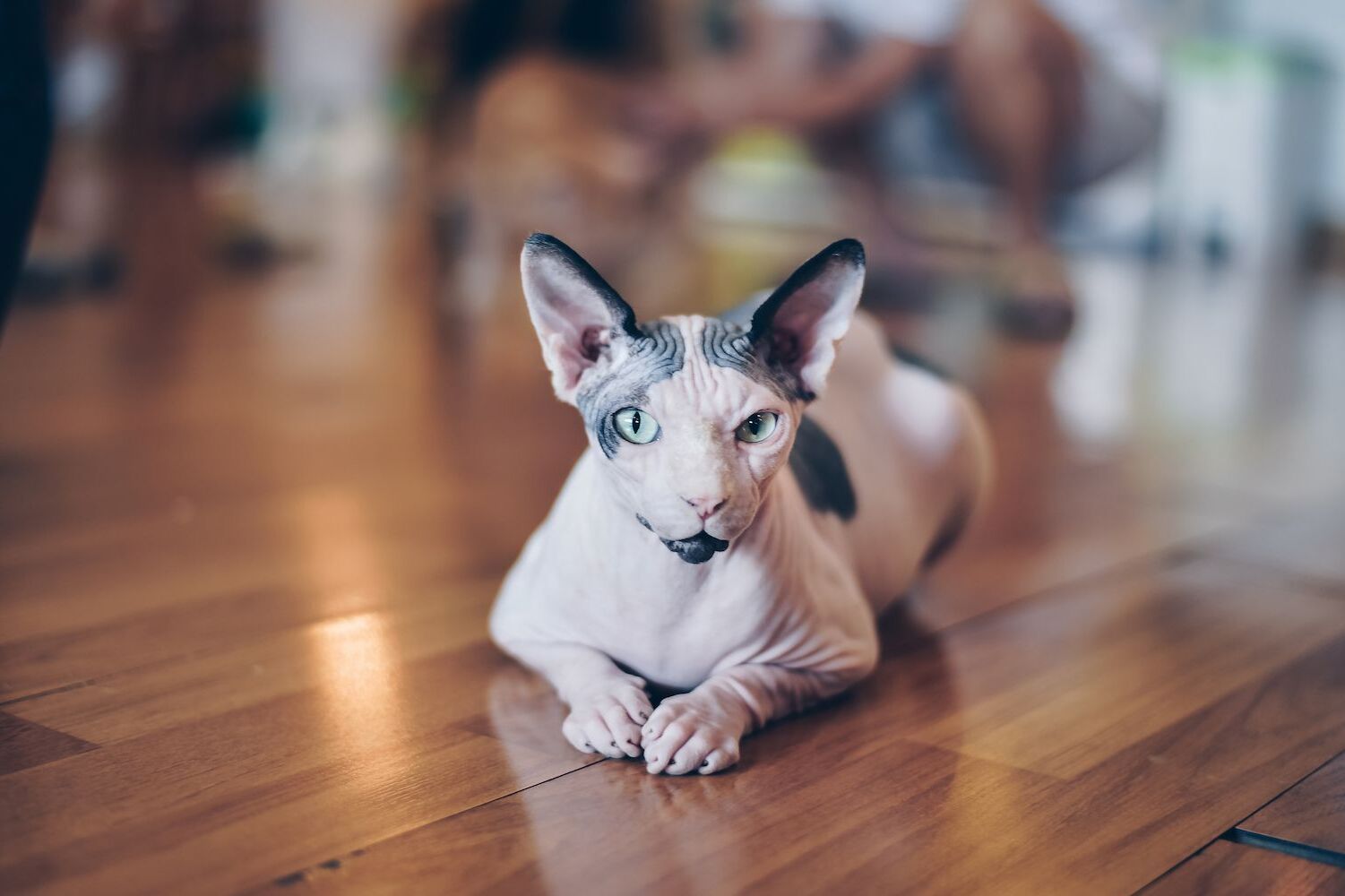 19-great-facts-about-hairless-cats