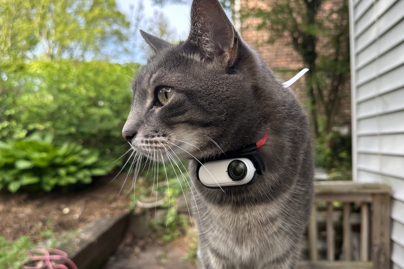 19-insights-from-cat-collar-cameras